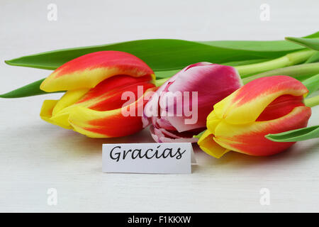 Gracias (ce qui signifie merci en espagnol) avec tulipes colorées Banque D'Images