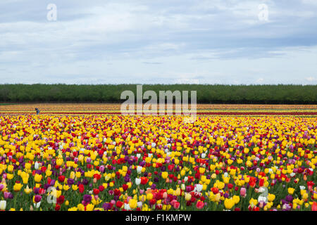 Un beau champ de tulipes aux couleurs vives qui poussent sur une ferme dans l'Oregon. Banque D'Images