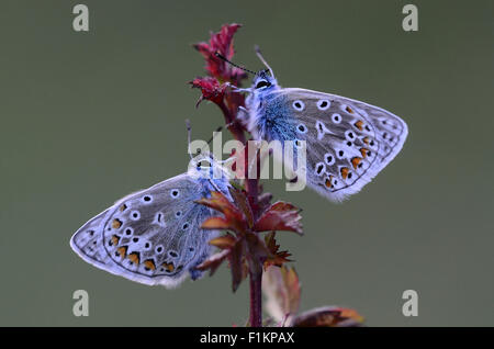 Deux papillons bleu commun au repos Banque D'Images