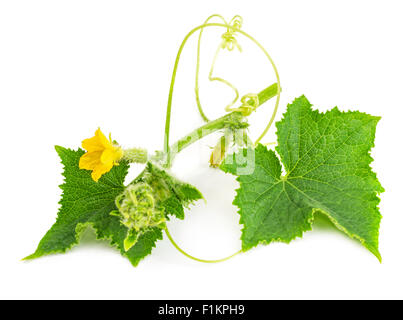 Les concombres de bébé avec des feuilles et fleurs isolé sur fond blanc Banque D'Images