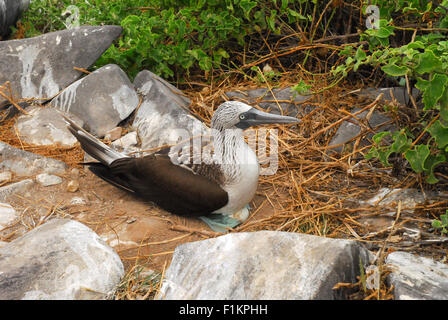 Pieds rouges bleu - portant sur l'oeuf, îles Galapagos, Equateur, Amérique du Sud Banque D'Images