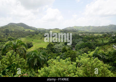 Vue sur la végétation luxuriante et de palmiers poussant dans les montagnes en République Dominicaine Banque D'Images