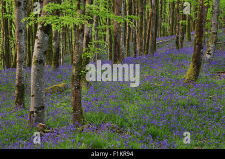 Un tapis de jacinthes bleues dans les bois du parc de Hooke, Dorset Banque D'Images
