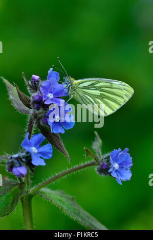 Papillon blanc veiné de vert au repos sur bleu orcanette fleurs UK Banque D'Images