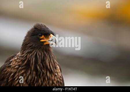 Caracara strié, ou Johnny Rook, Phalcoboenus australis dans les îles Falkland Banque D'Images