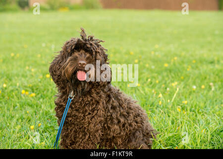 Un chien Cockapoo, vue avant, libre de UK Banque D'Images