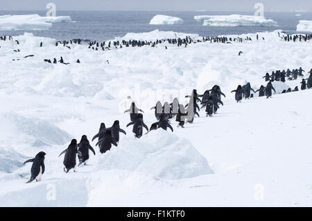 Manchots adélies Pygoscelis adeliae marcher dans une ligne au milieu d'icebergs dans la mer de Weddell, Antarctique Banque D'Images