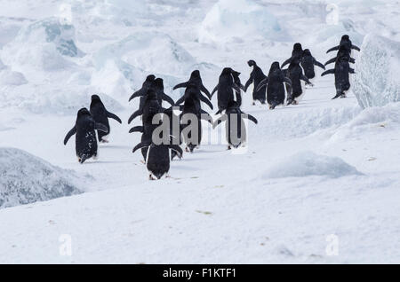 Manchots adélies Pygoscelis adeliae marcher dans une ligne au milieu d'icebergs dans la mer de Weddell, Antarctique Banque D'Images