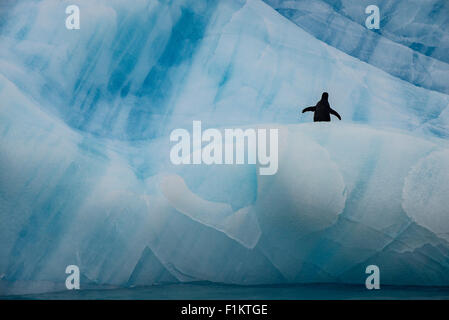 Un manchot Adélie se dresse sur un grand iceberg en Antarctique bleu Banque D'Images