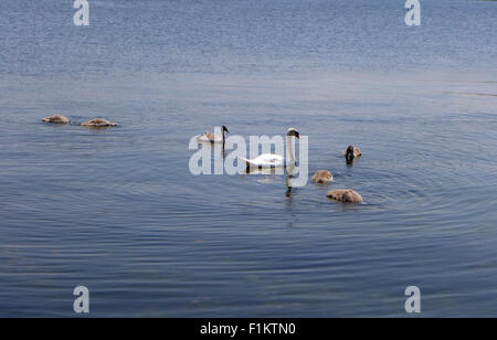 Famille de cygnes sur le lac Ontario. Banque D'Images