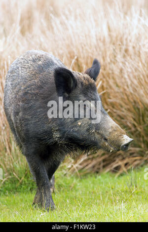 Le sanglier (Sus scrofa) Banque D'Images