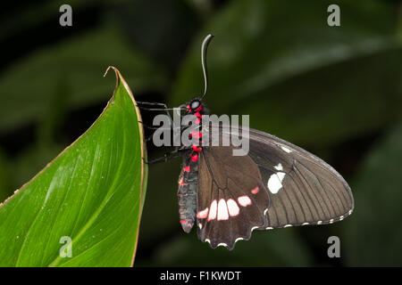 Grand Mormon Papilio Memnon (papillon) Banque D'Images