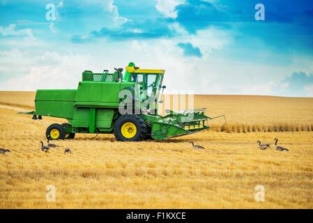 L'ensileuse à travailler. L'ensileuse moderne sur le domaine agricole à la fin de l'été. Banque D'Images