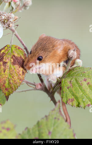 Micromys minutus (souris) se nourrissant de fleurs Bramble Banque D'Images