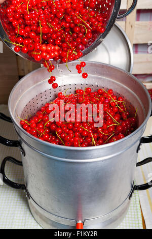 Pour fruits rouges, groseilles lavées dans le bain à vapeur centrifugeuse pour faire du sirop de cassis Banque D'Images