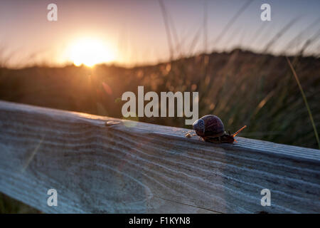 Passage de l'Escargot clôture en premier plan d'un coucher de soleil au milieu des dunes Banque D'Images