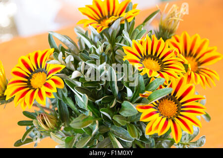 Gazania splendens 'Daybreak Red Stripe F1', treasure flower Banque D'Images