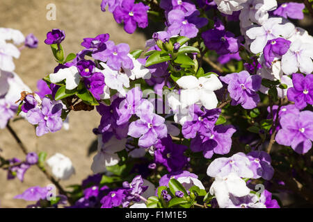 Brunfelsia uniflora Raintree bush en fleur Banque D'Images