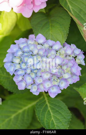 Grappe de jolies fleurs hortensia bleu Banque D'Images