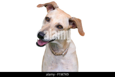 Chien curieux est isolé un chien très curieux, inclinant sa tête sur un fond blanc avec copyspace. Banque D'Images