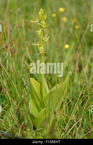 Orchidée Liparis loeselii fen - Dunes de Kenfig Banque D'Images