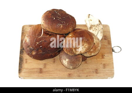 Bolets champignons ( boletus edulis ) sur le vieux bois isolé sur fond blanc Banque D'Images