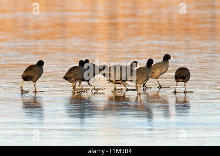 Flock ( foulques fulica atra ) à marcher ensemble sur le lac glacé Banque D'Images