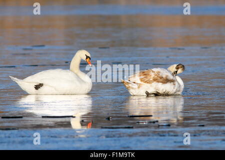 Deux cygnes tuberculés (Cygnus olor) Comité permanent sur lac gelé Banque D'Images