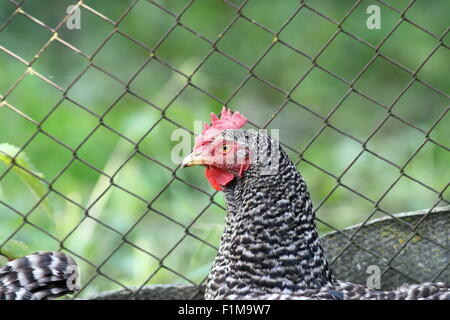 Portrait de garçon à rayures debout près de farm fence Banque D'Images