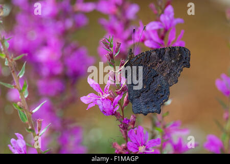 Peacock moth, Peacock, visitant une fleur, Blütenbesuch Nektarsuche Tagpfauenauge,,, Tag-Pfauenauge, Inachis io, Nymphalis io Banque D'Images