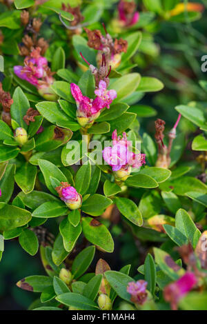 Snow-rose, Rusty-leaved alpenrose, à feuilles rouillées, Rostblättrige alprose Alpenrose, Rostroter Almrausch, Rhododendron ferrugineum Banque D'Images