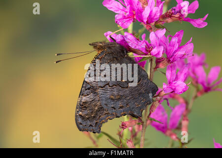 Peacock moth, Peacock, visitant une fleur, Blütenbesuch Nektarsuche Tagpfauenauge,,, Tag-Pfauenauge, Inachis io, Nymphalis io Banque D'Images