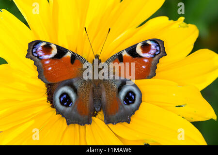 Peacock moth, Peacock, visitant une fleur, Blütenbesuch Nektarsuche Tagpfauenauge,,, Tag-Pfauenauge, Inachis io, Nymphalis io Banque D'Images