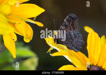 Peacock moth, Peacock, visitant une fleur, Blütenbesuch Nektarsuche Tagpfauenauge,,, Tag-Pfauenauge, Inachis io, Nymphalis io Banque D'Images