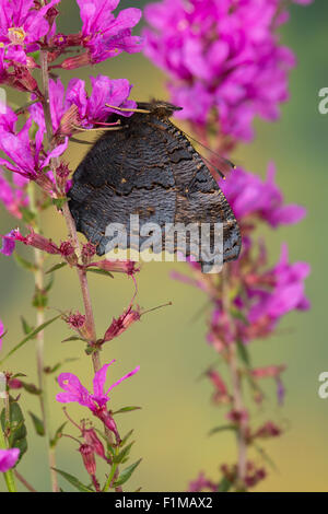 Peacock moth, Peacock, visitant une fleur, Blütenbesuch Nektarsuche Tagpfauenauge,,, Tag-Pfauenauge, Inachis io, Nymphalis io Banque D'Images