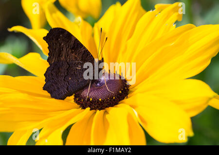 Peacock moth, Peacock, visitant une fleur, Blütenbesuch Nektarsuche Tagpfauenauge,,, Tag-Pfauenauge, Inachis io, Nymphalis io Banque D'Images