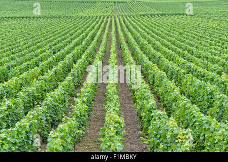 Paysage agricole typique en Champagne-Ardenne, France Banque D'Images