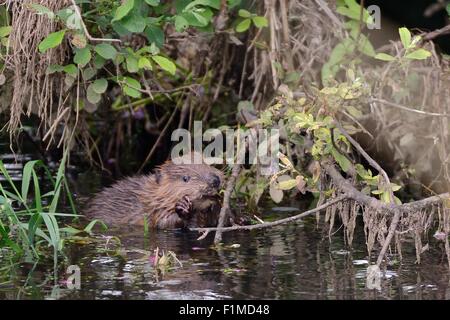 Eurasienne jeune castor (Castor fiber) kit holding et mordillant une brindille de saule surplombant la rivière La Loutre, Devon, UK au crépuscule. Banque D'Images