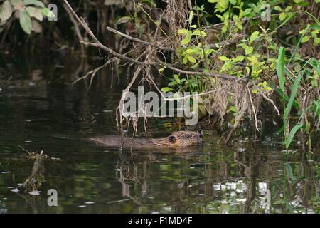 Le castor d'Eurasie (Castor fiber) kit piscine sur la Loutre de rivière au crépuscule près du lodge, où il est né. Banque D'Images