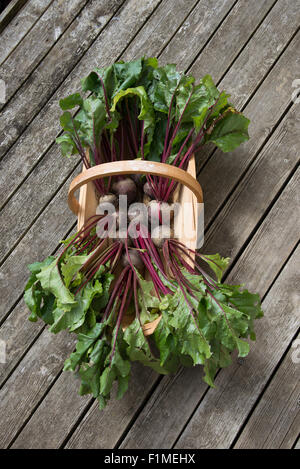 Betteraves fraîchement cueillis dans un jardin en bois trug sur platelage en bois dans un jardin anglais Banque D'Images