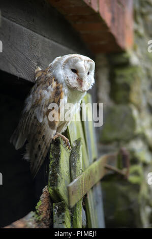 Effraie des clochers Tyto alba se percher sur la vieille porte de grange. Banque D'Images