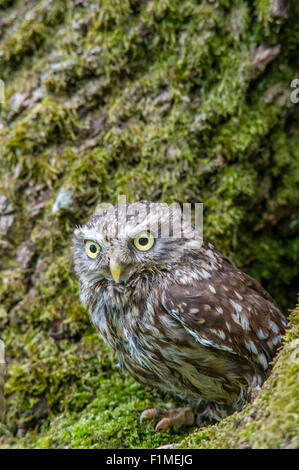 Chouette chevêche Athene noctua se percher dans l'arbre. Banque D'Images