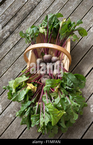 Betteraves fraîchement cueillis dans un jardin en bois trug sur platelage en bois dans un jardin anglais Banque D'Images