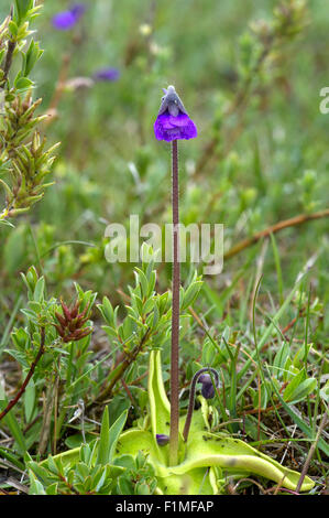 Pinguicula vulgaris Grassette commune - une floraison de fleurs sauvages britannique insectivores de mai à juillet dans les bogs, les fens et humide hea Banque D'Images