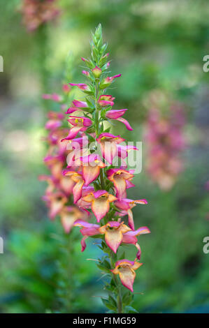 Digitalis (allumage flamme) 'Tomdigharpink» Banque D'Images