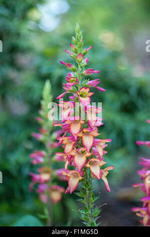 Digitalis (allumage flamme) 'Tomdigharpink» Banque D'Images