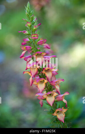 Digitalis (allumage flamme) 'Tomdigharpink» Banque D'Images