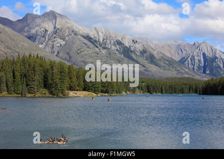 Le Canada, l'Alberta, parc national de Banff, le lac Johnson, bernaches du Canada, Branta canadensis, Banque D'Images