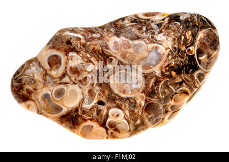 Agate Agate Turritella - de la Formation de Green River, Wyoming, contenant des escargots fossiles Banque D'Images