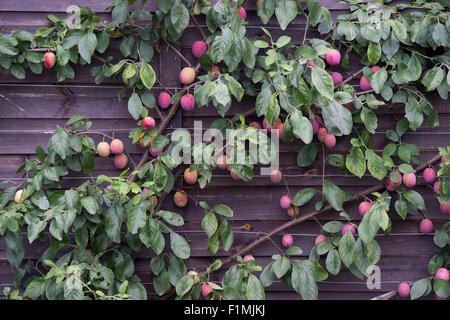 Prunus domestica. Les prunes de mûrissement sur prunier formés du ventilateur sur le côté d'un hangar. RHS Wisley Gardens, Surrey, Angleterre Banque D'Images